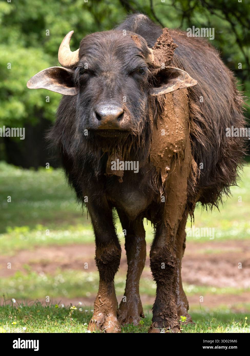 Italian Mediterranean Buffalo (Bubalus bubalis) Bosco Spinapulci, Gargano Region, Puglia, Italy Stock Photo