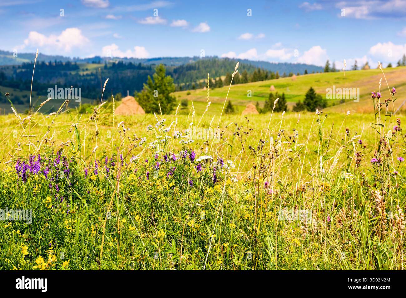 nature background with flowers on the mountain meadow. blooming carpathian landscape with herbs among green grass on a sunny summer day. wonderful rur Stock Photo