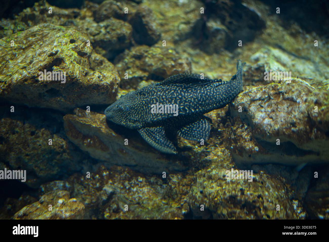 Chainmail catfish or Loricariaceae is a family of freshwater fish of ...