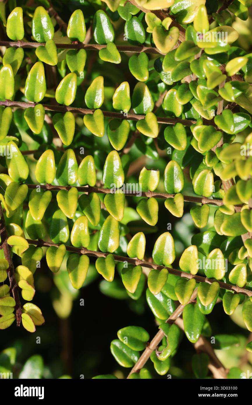 Lonicera ligustrina var yunnanensis hi-res stock photography and images -  Alamy
