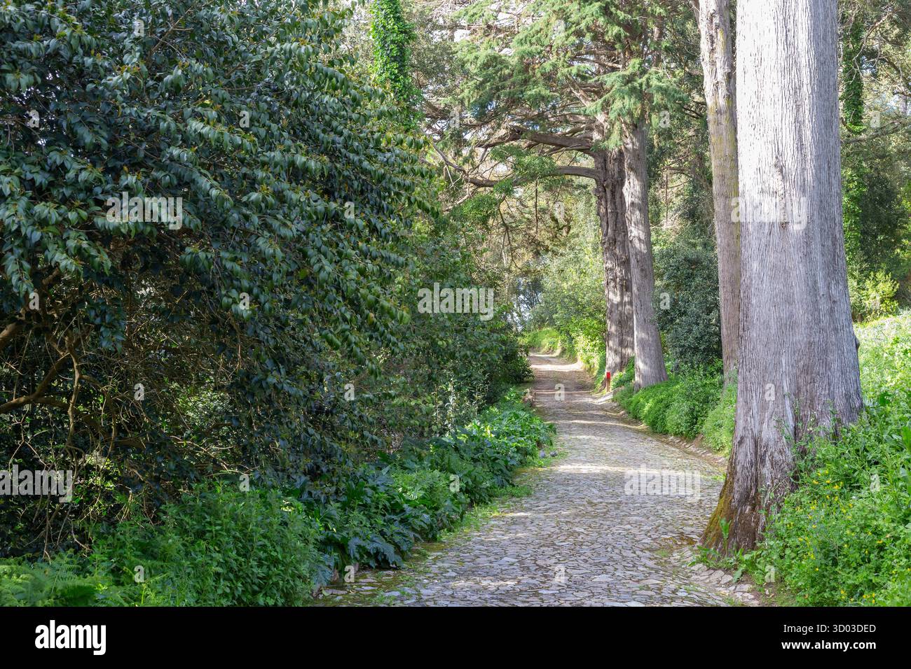 Cobblestone path winding through lush vegetation and tall trees in ...
