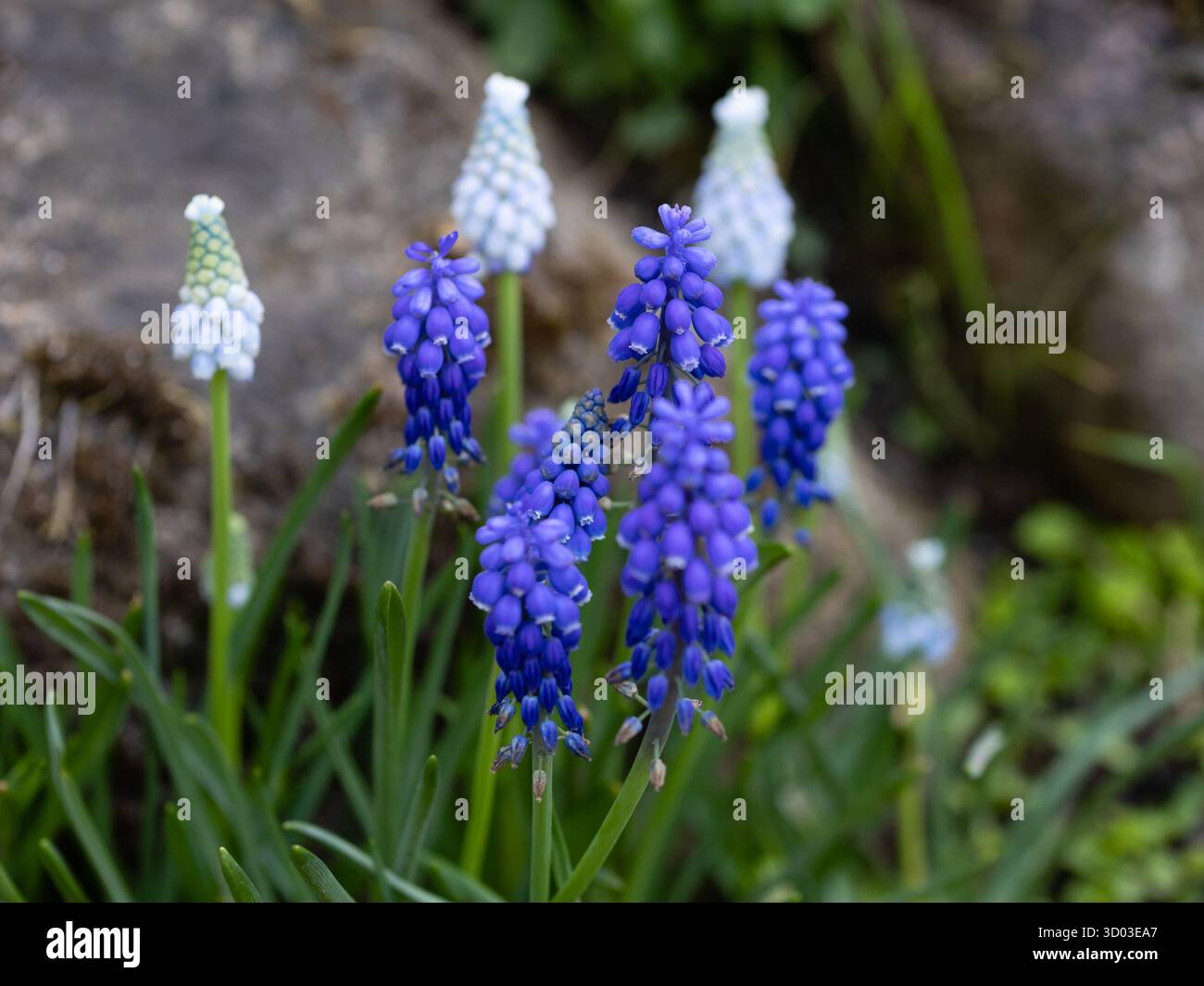Muskari plant hi-res stock photography and images - Alamy