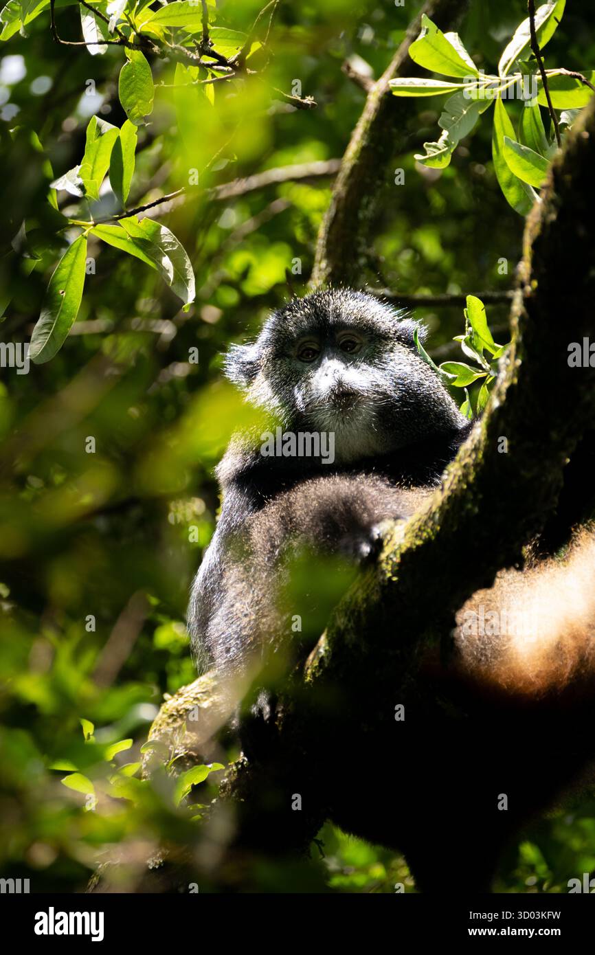 Golden monkey sitting alert in bamboo forest undergrowth in a protected ...