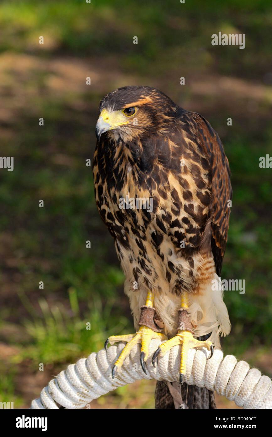 Common Buzzard (Buteo Buteo) on perch Stock Photo