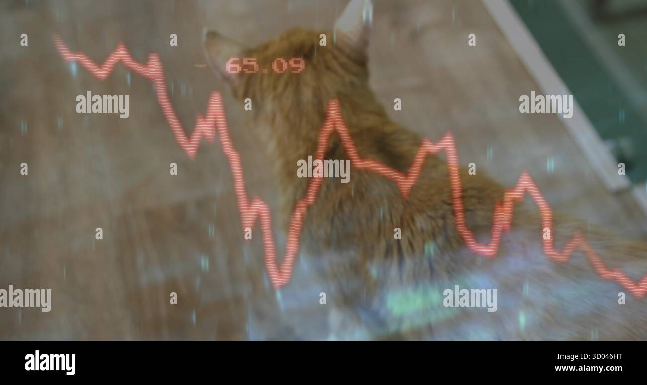 Sitting ginger cat observing fluctuating red line graph overlay on hardwood floor, showing 65 Stock Photo
