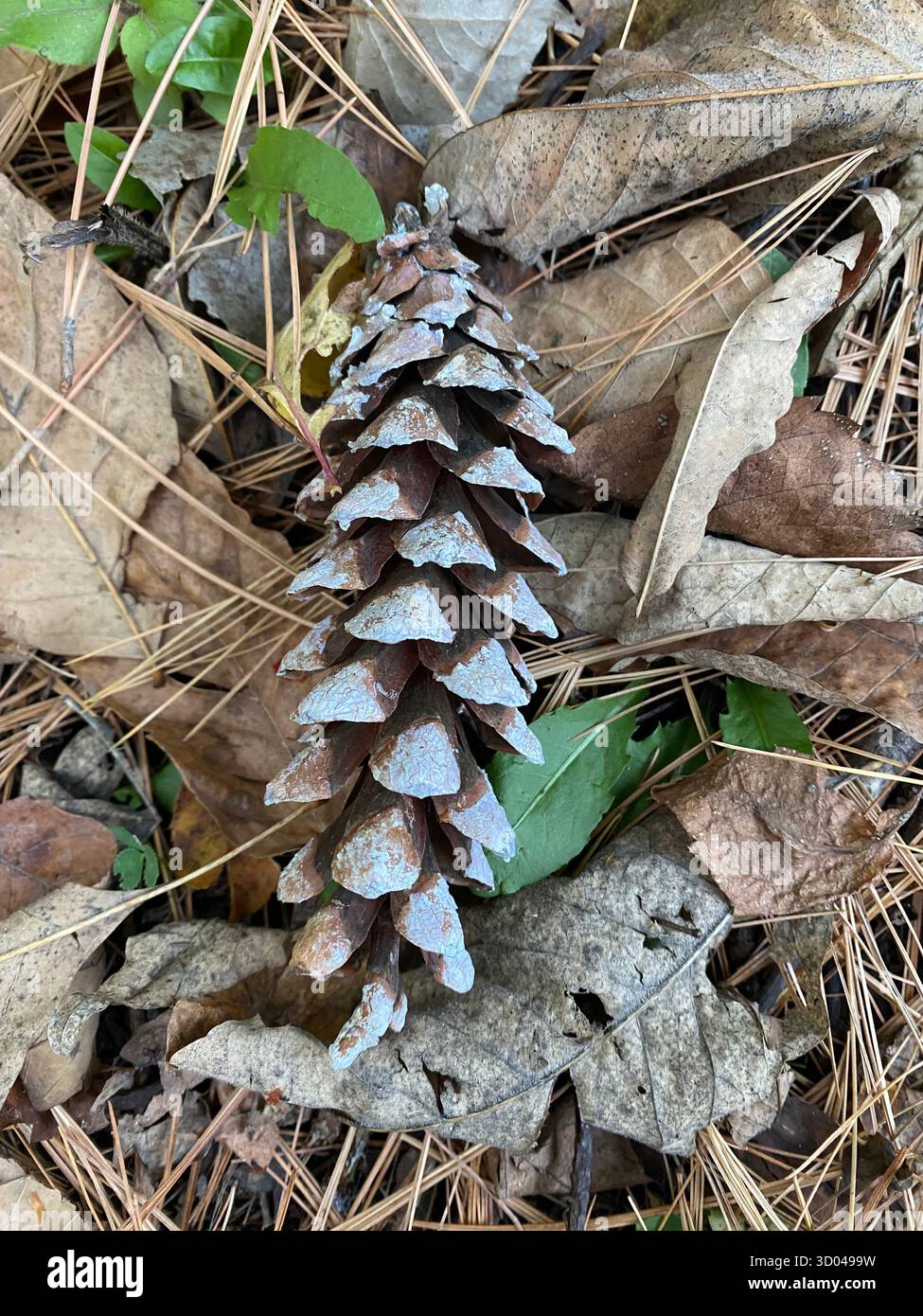 Pinecone on the ground in Autumn, Fall, with dry leaves brown and green colors - Smartphone Captured Stock Image
