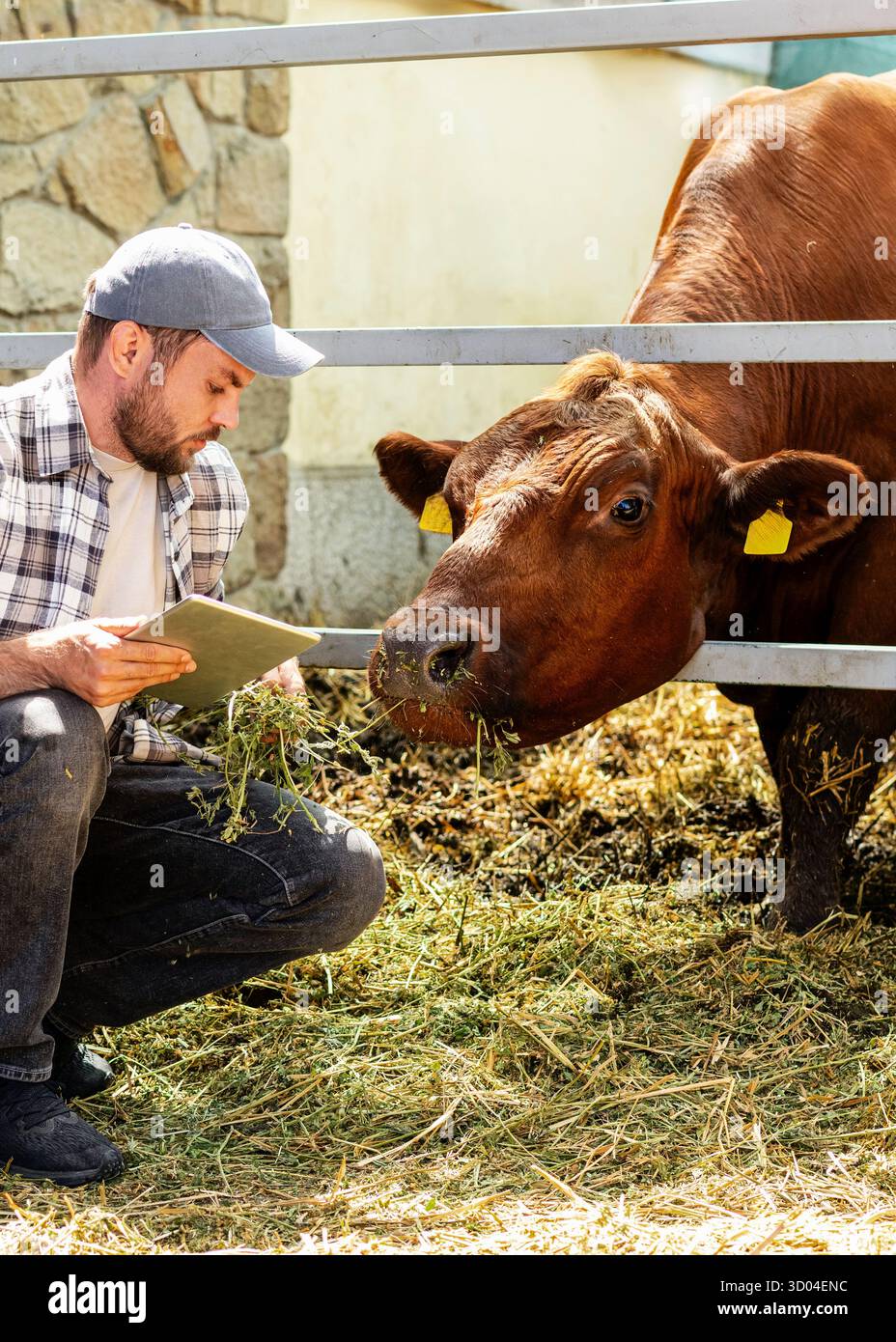 Farm worker inspecting livestock using a computer tablet. Stock Photo