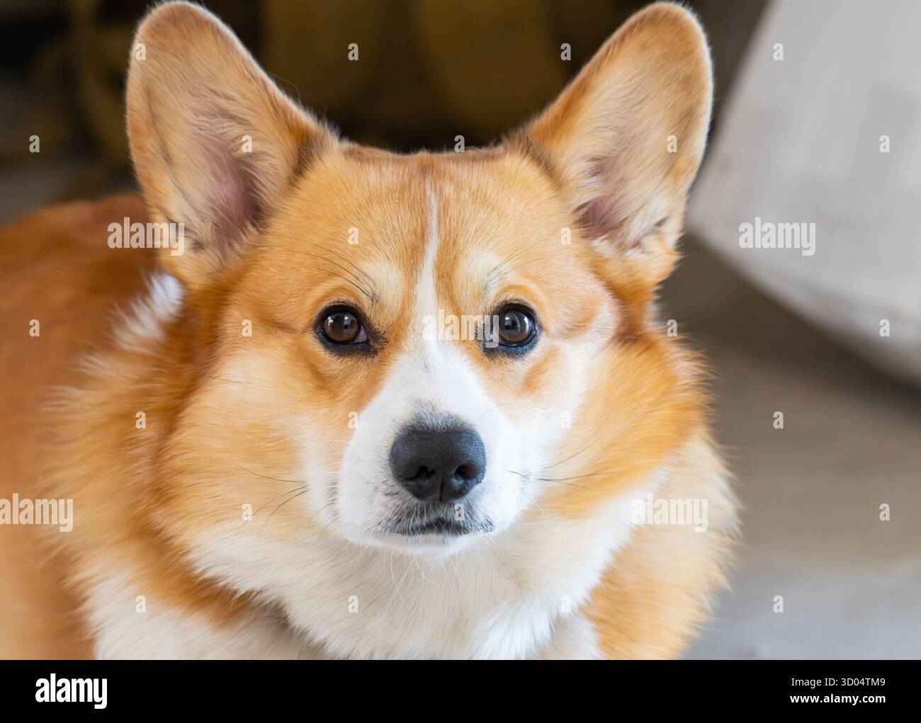 A close-up photo of a Pembroke Welsh Corgi Stock Photo - Alamy