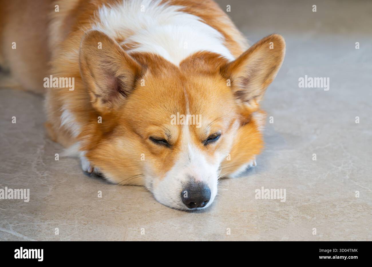 A close-up photo of a Pembroke Welsh Corgi Stock Photo - Alamy
