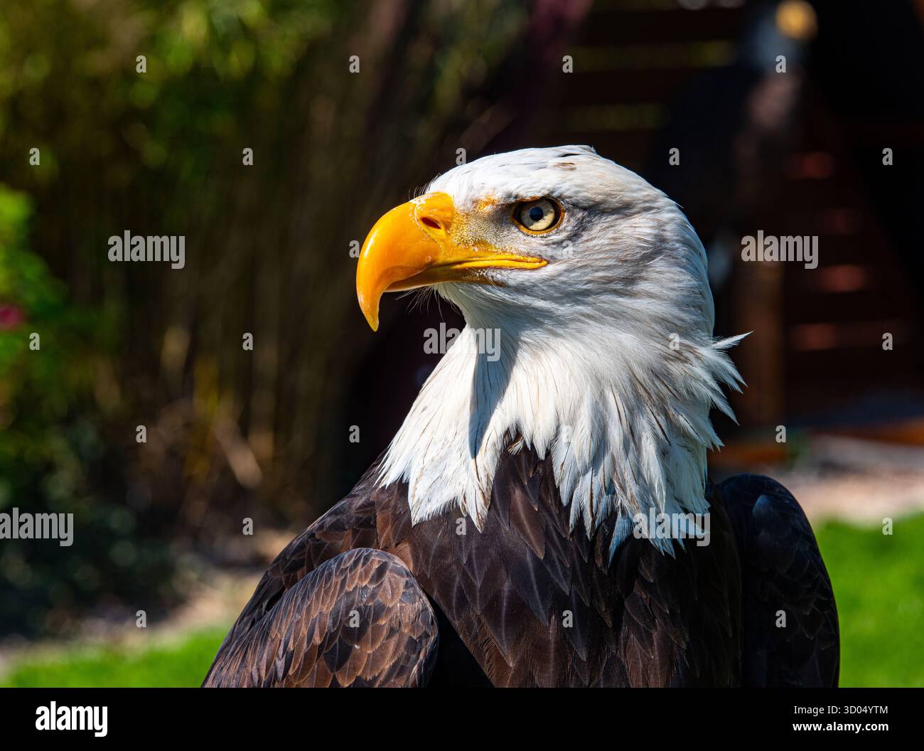 Bald Eagle (Haliaeetus leucocephalus) portrait Stock Photo