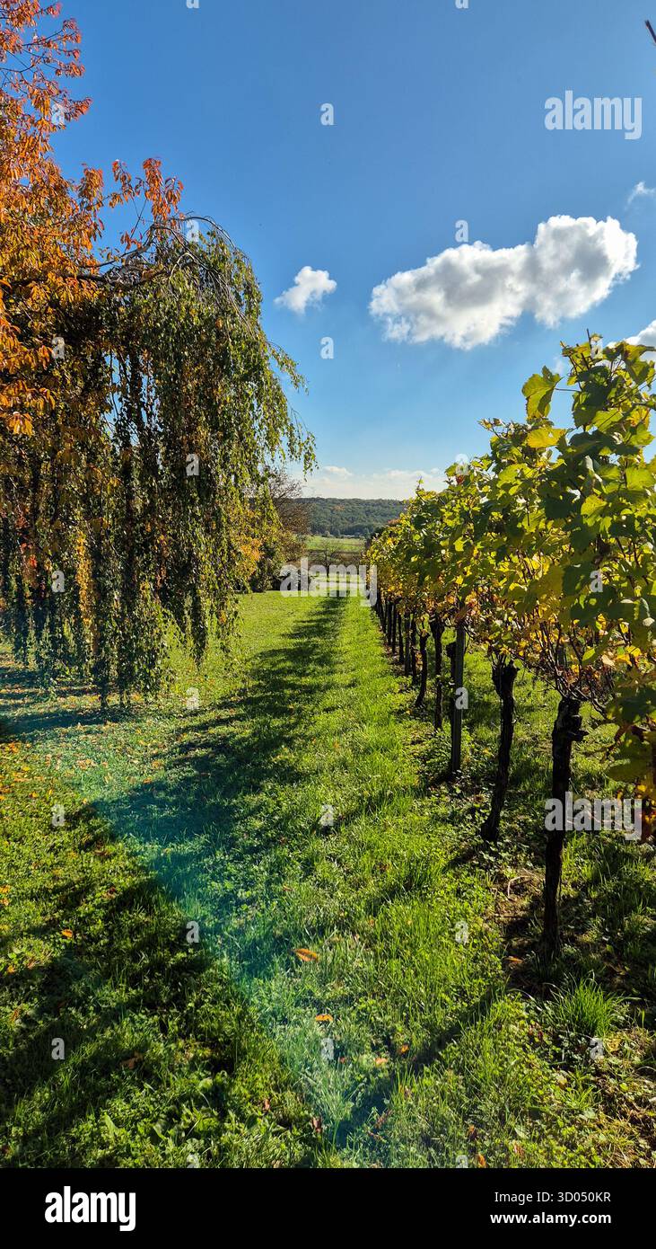 Autumn vineyard with green and yellow vines under blue sky and white cloud, scenic fall landscape. - Smartphone Captured Stock Image