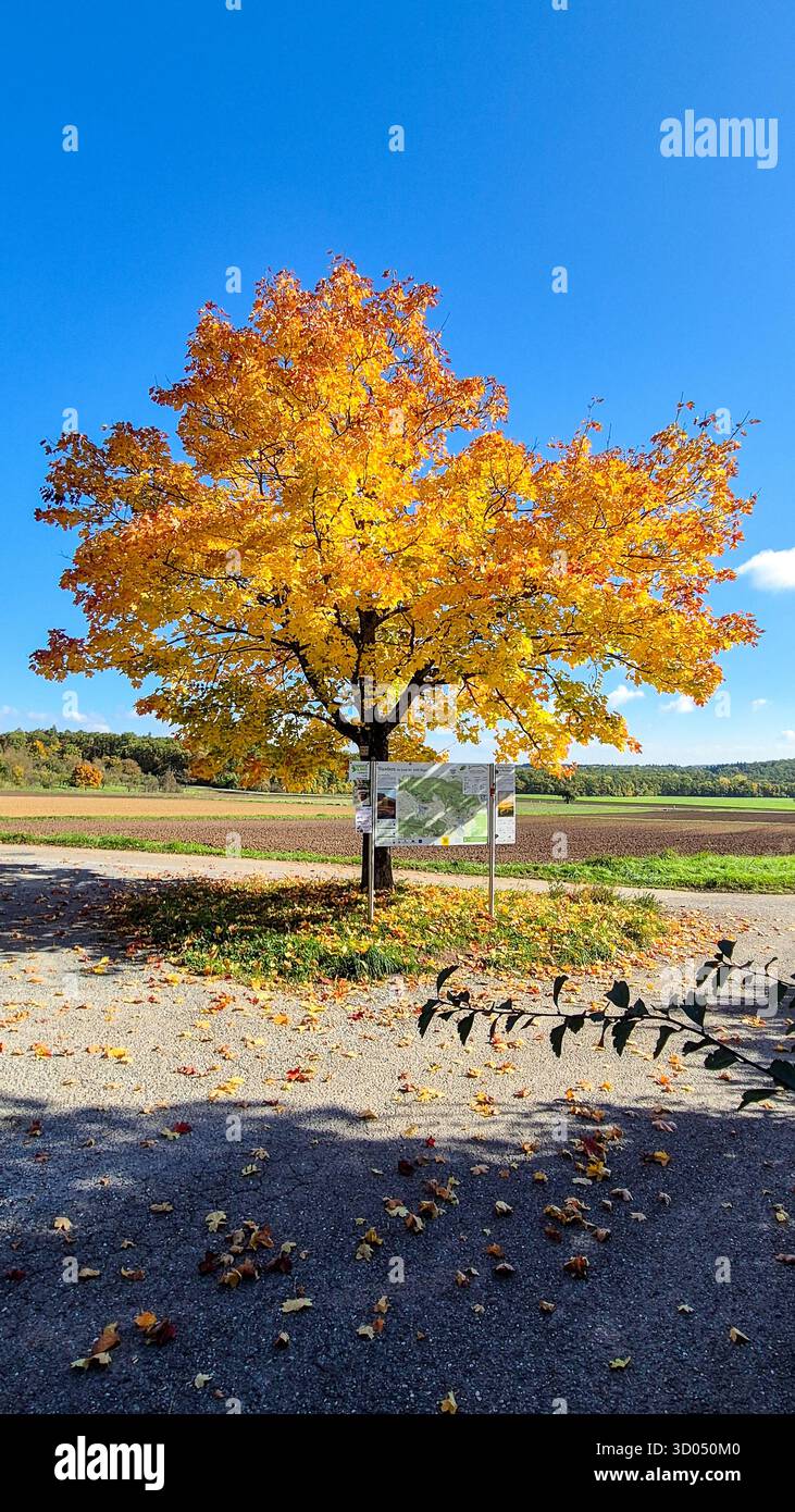 Autumn landscape with yellow and orange trees along pathway, scenic fall park with colorful foliage. - Smartphone Captured Stock Image