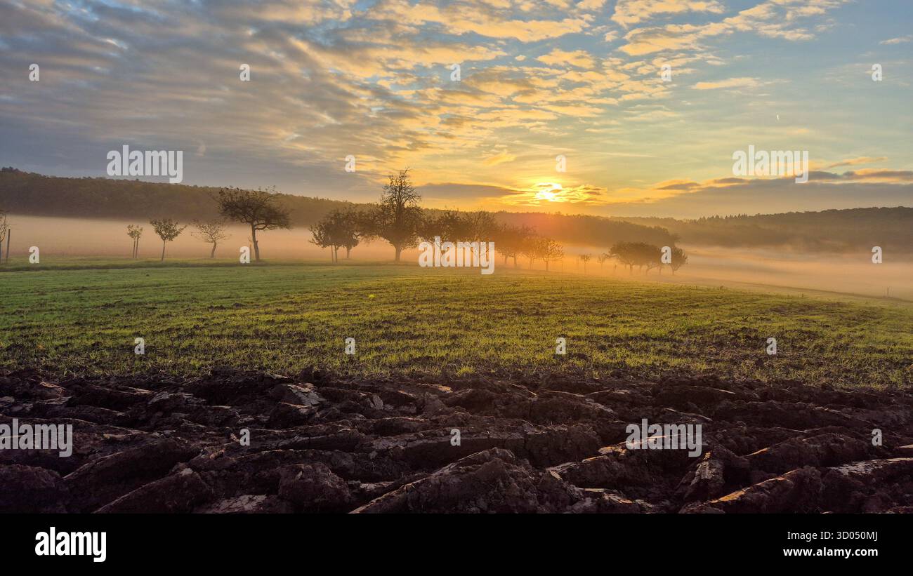 Yellow autumn tree in morning fog at sunrise over meadow, peaceful fall landscape with warm light. - Smartphone Captured Stock Image