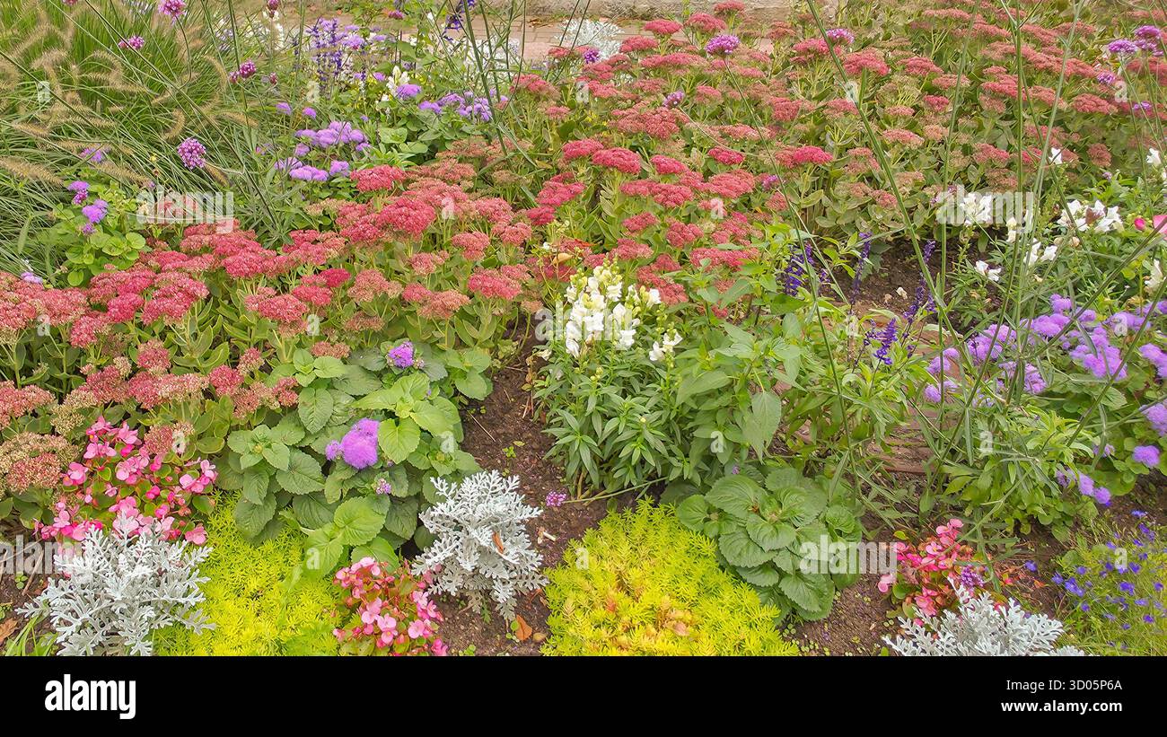 Bright flowerbed in the city garden in autumn day - Smartphone Captured Stock Image