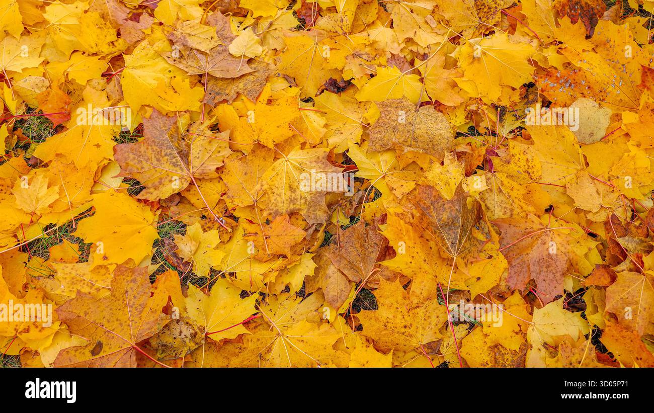Autumn yellow maple leaves lying on the ground. The ground is covered with yellow leaves, falling from the trees - Smartphone Captured Stock Image