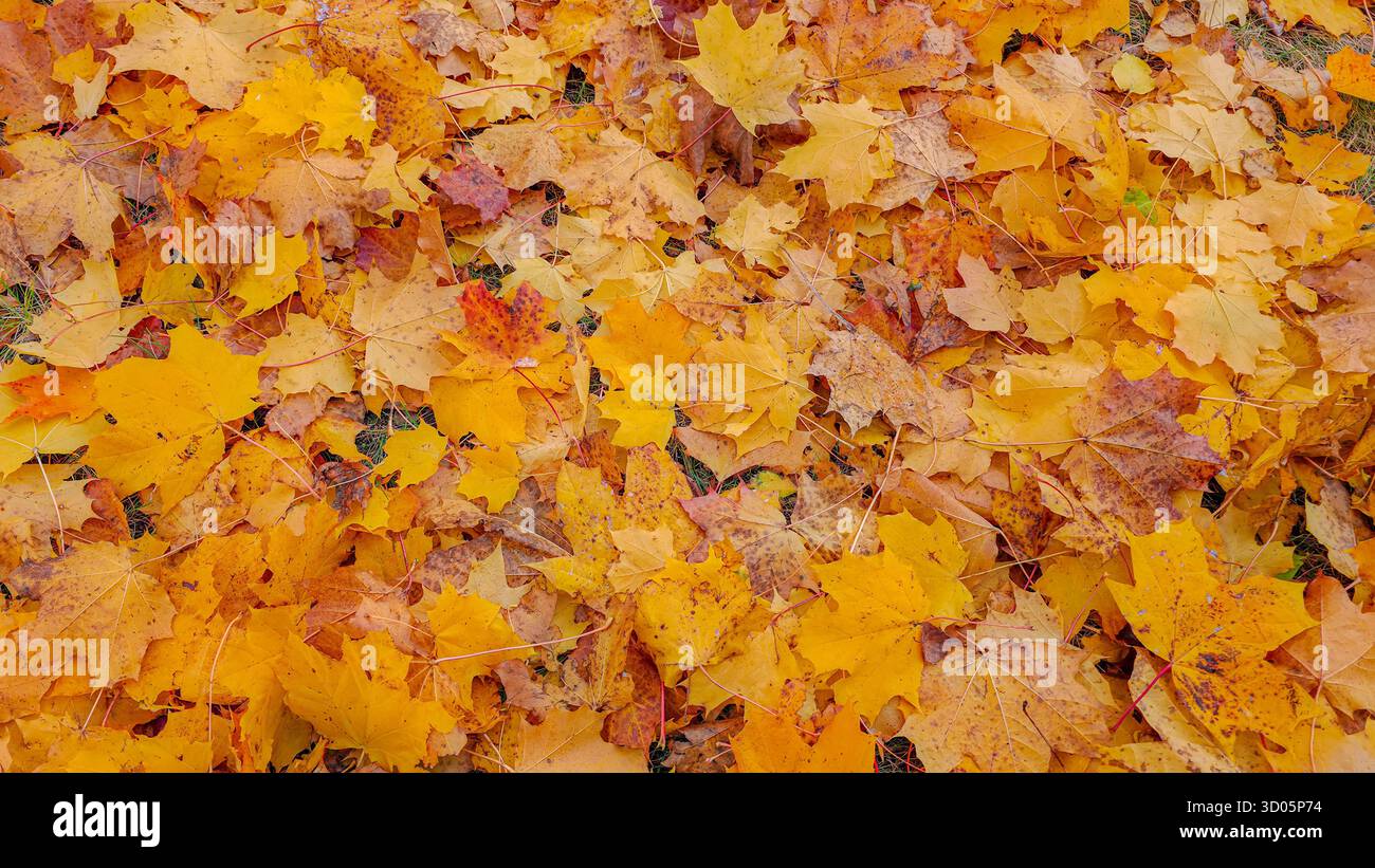 Autumn yellow maple leaves lying on the ground. The ground is covered with yellow leaves, falling from the trees - Smartphone Captured Stock Image