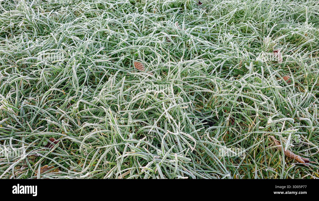 Wild frozen grass at first frost in autumn texture - Smartphone Captured Stock Image