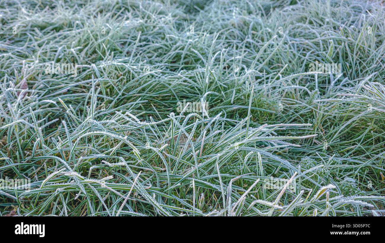 Wild frozen grass at first frost in autumn texture - Smartphone Captured Stock Image