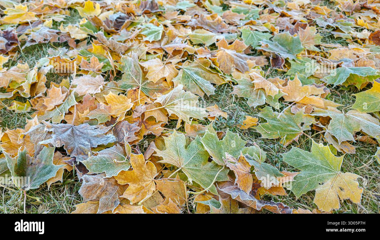 Frozen maple leaves on the ground. Colorful autumn background - Smartphone Captured Stock Image