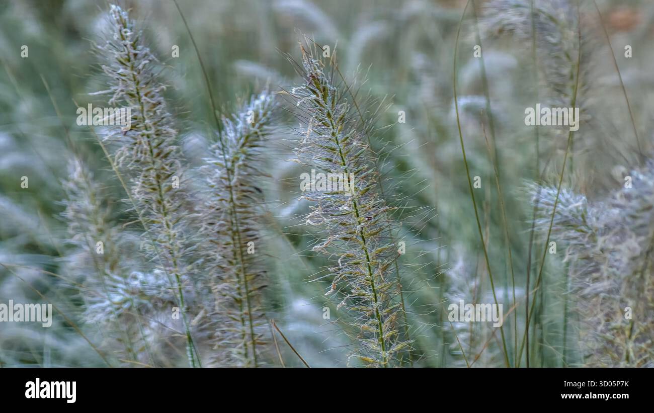 Lush ornamental fountain grass with feathery plumes and green blades. Flower arrangements flowerbed in city park - Smartphone Captured Stock Image