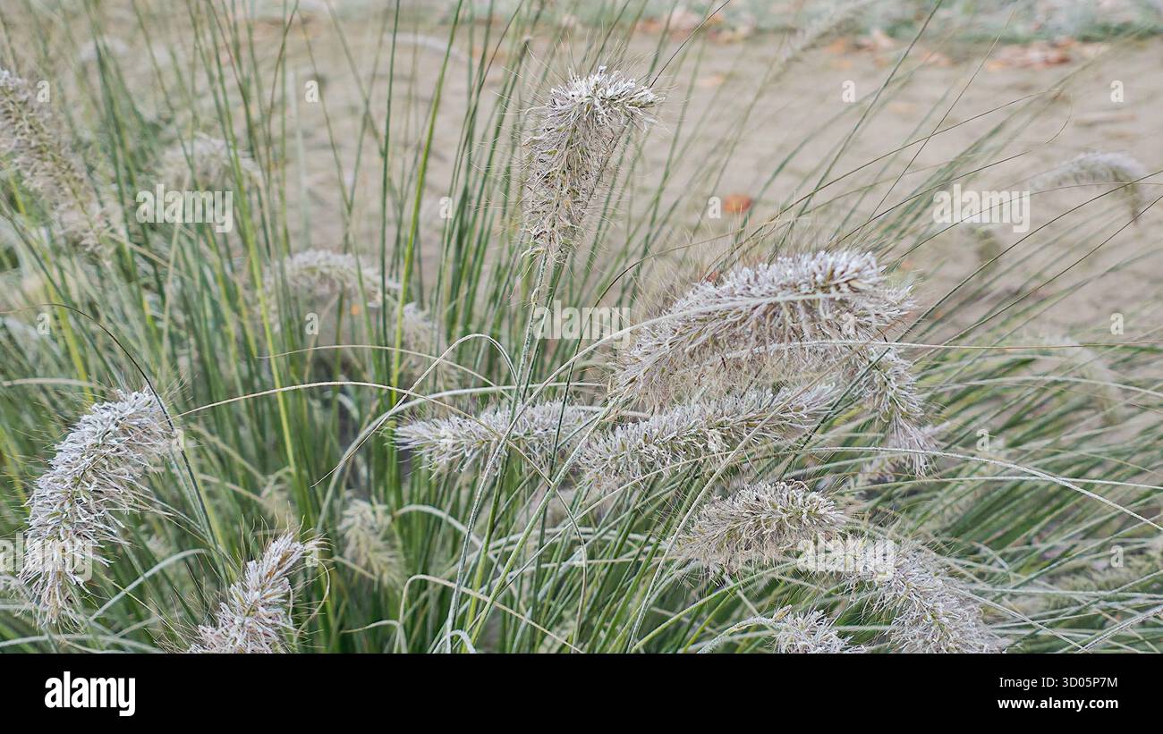 Lush ornamental fountain grass with feathery plumes and green blades. Flower arrangements flowerbed in city park - Smartphone Captured Stock Image