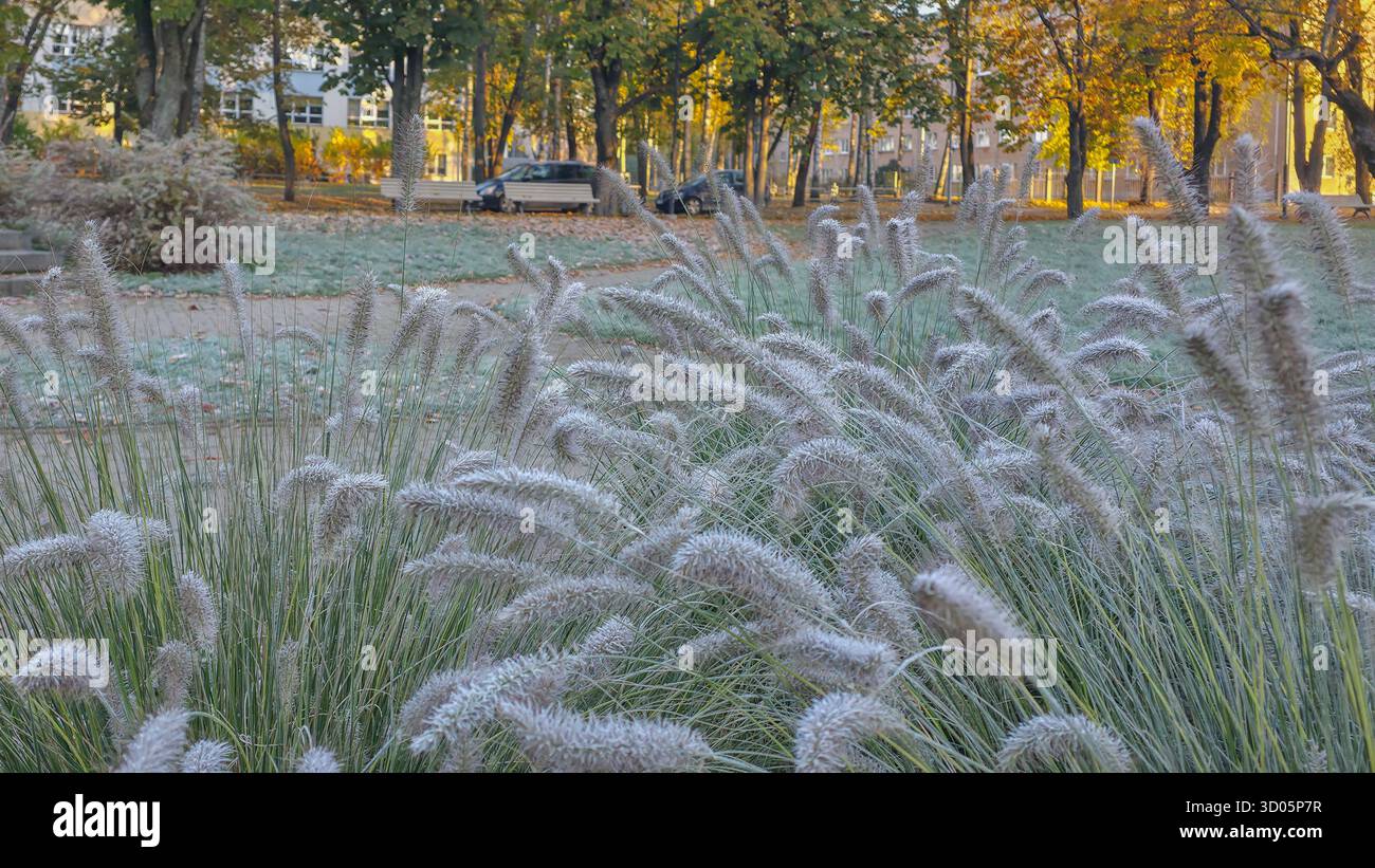 Lush ornamental fountain grass with feathery plumes and green blades. Flower arrangements flowerbed in city park - Smartphone Captured Stock Image