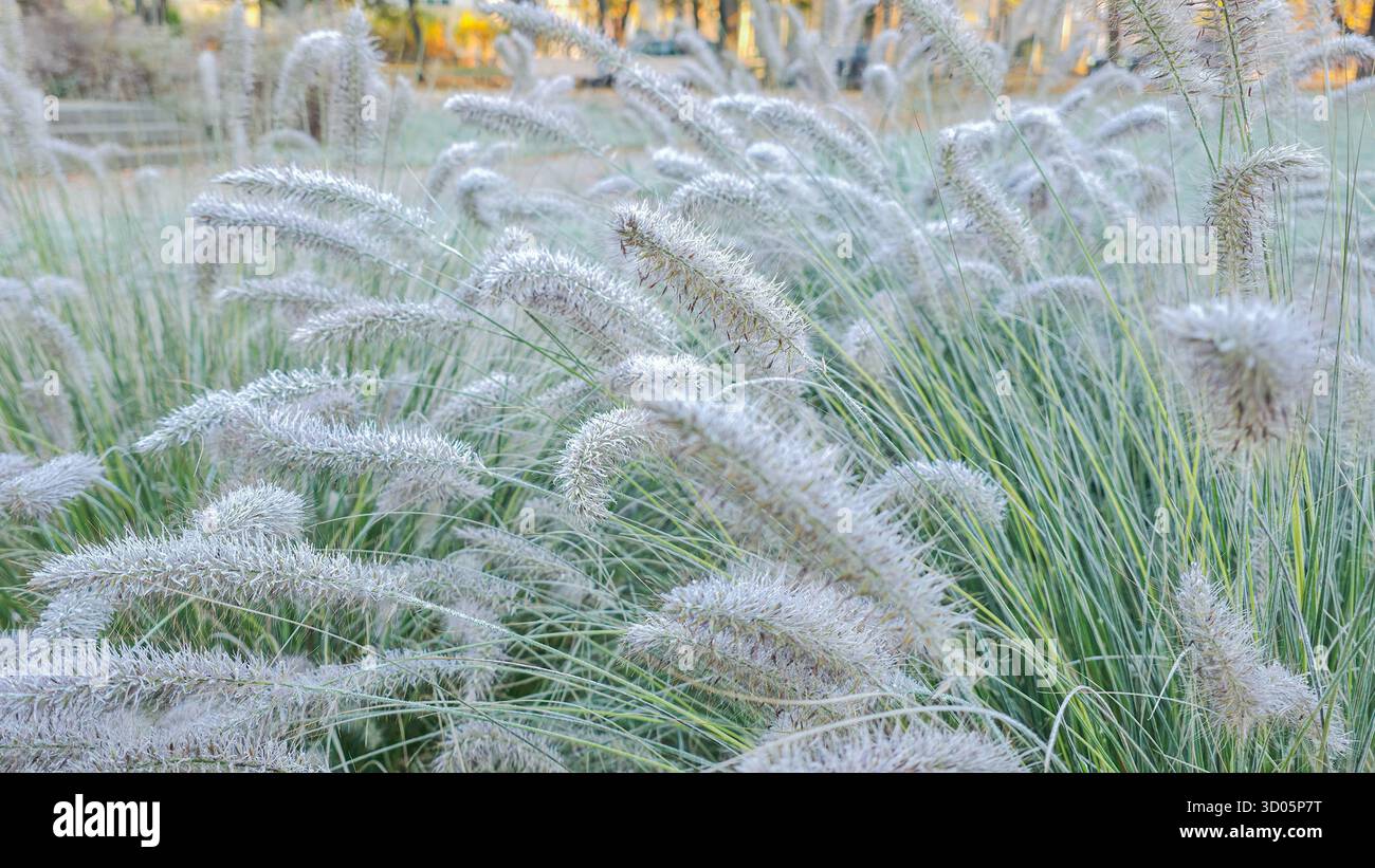 Lush ornamental fountain grass with feathery plumes and green blades. Flower arrangements flowerbed in city park - Smartphone Captured Stock Image