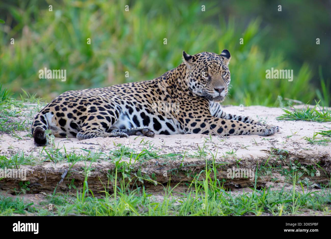 Jaguar lying down on river bank looking right Stock Photo
