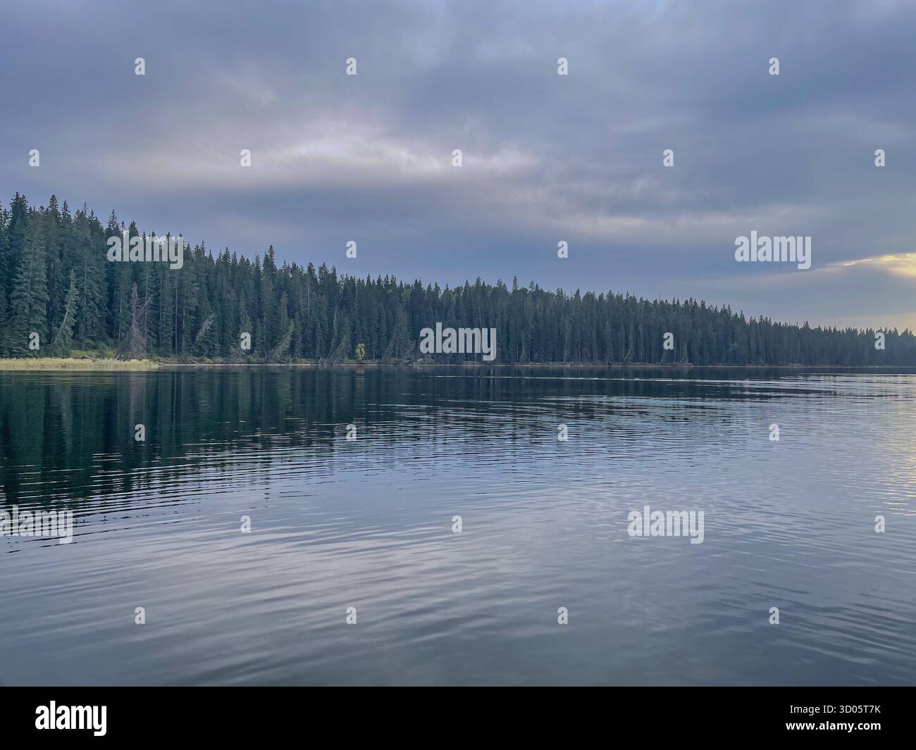 Expansive lake mirrors a thick pine forest along its shoreline beneath a gray, clouded sky. Calm water and gentle ripples create a peaceful nature - Smartphone Captured Stock Image