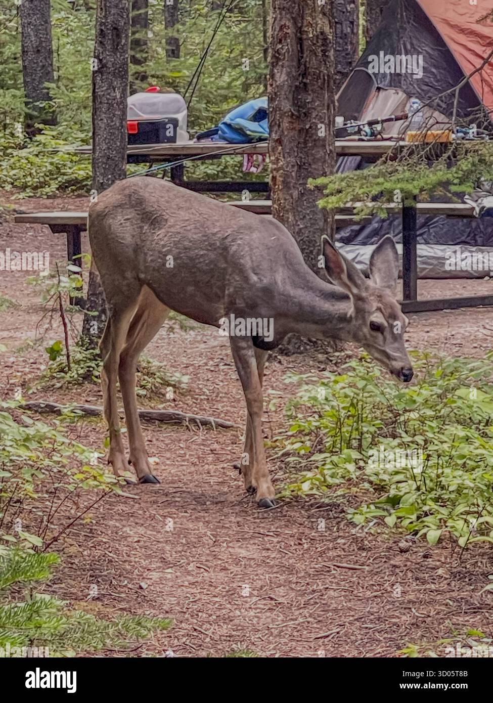A lone deer roams a forest campground with tents and a picnic table, creating a calm outdoor scene. The image conveys nature, solitude, wildlife - Smartphone Captured Stock Image