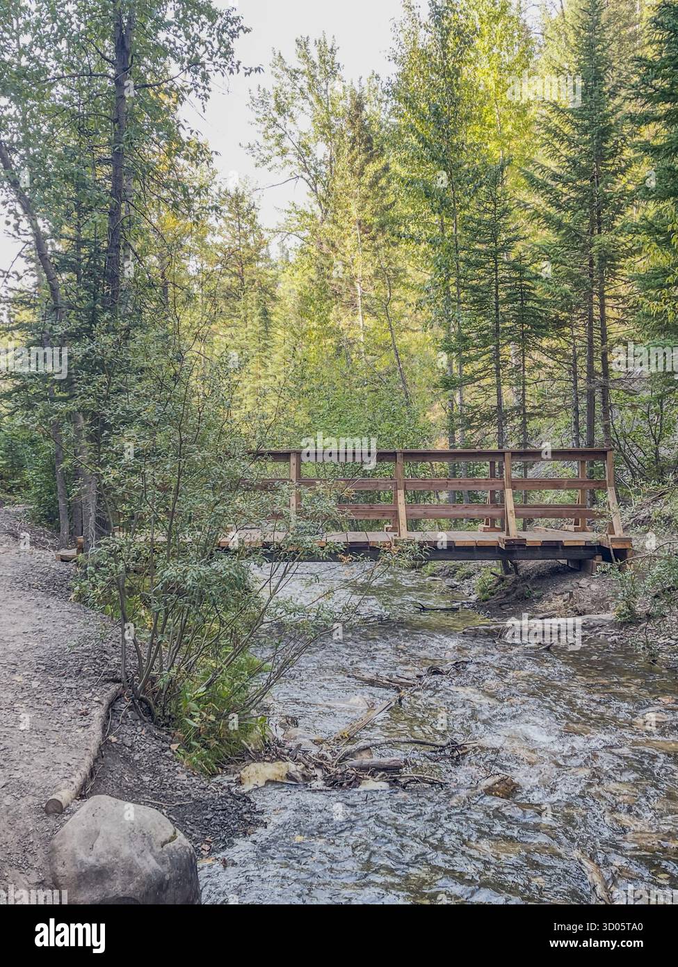A wooden footbridge crosses a shallow stream along a forest trail, surrounded by tall pines and lush greenery. Gentle light filters through trees - Smartphone Captured Stock Image