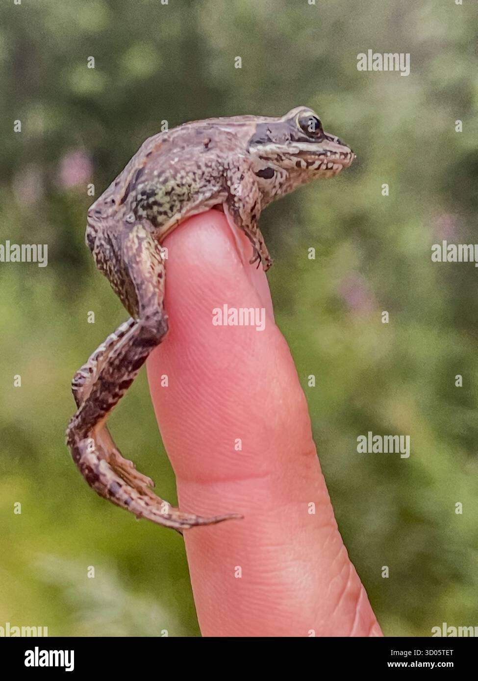 A small frog rests on a human finger in a bright outdoor scene. Close-up shot highlights textured skin, camouflaged coloring, and a calm, curious wild - Smartphone Captured Stock Image