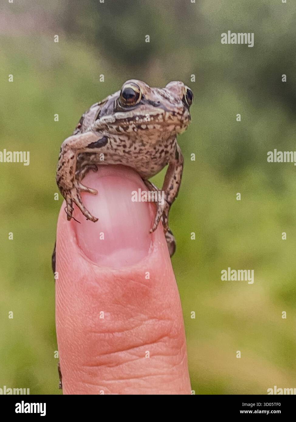 A small frog rests on a human finger in a bright outdoor scene. Close-up shot highlights textured skin, camouflaged coloring, and a calm, curious wild - Smartphone Captured Stock Image