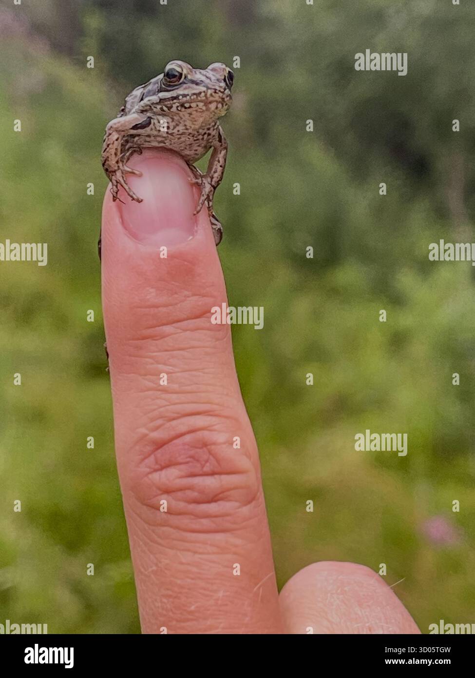 A small frog rests on a human finger in a bright outdoor scene. Close-up shot highlights textured skin, camouflaged coloring, and a calm, curious wild - Smartphone Captured Stock Image