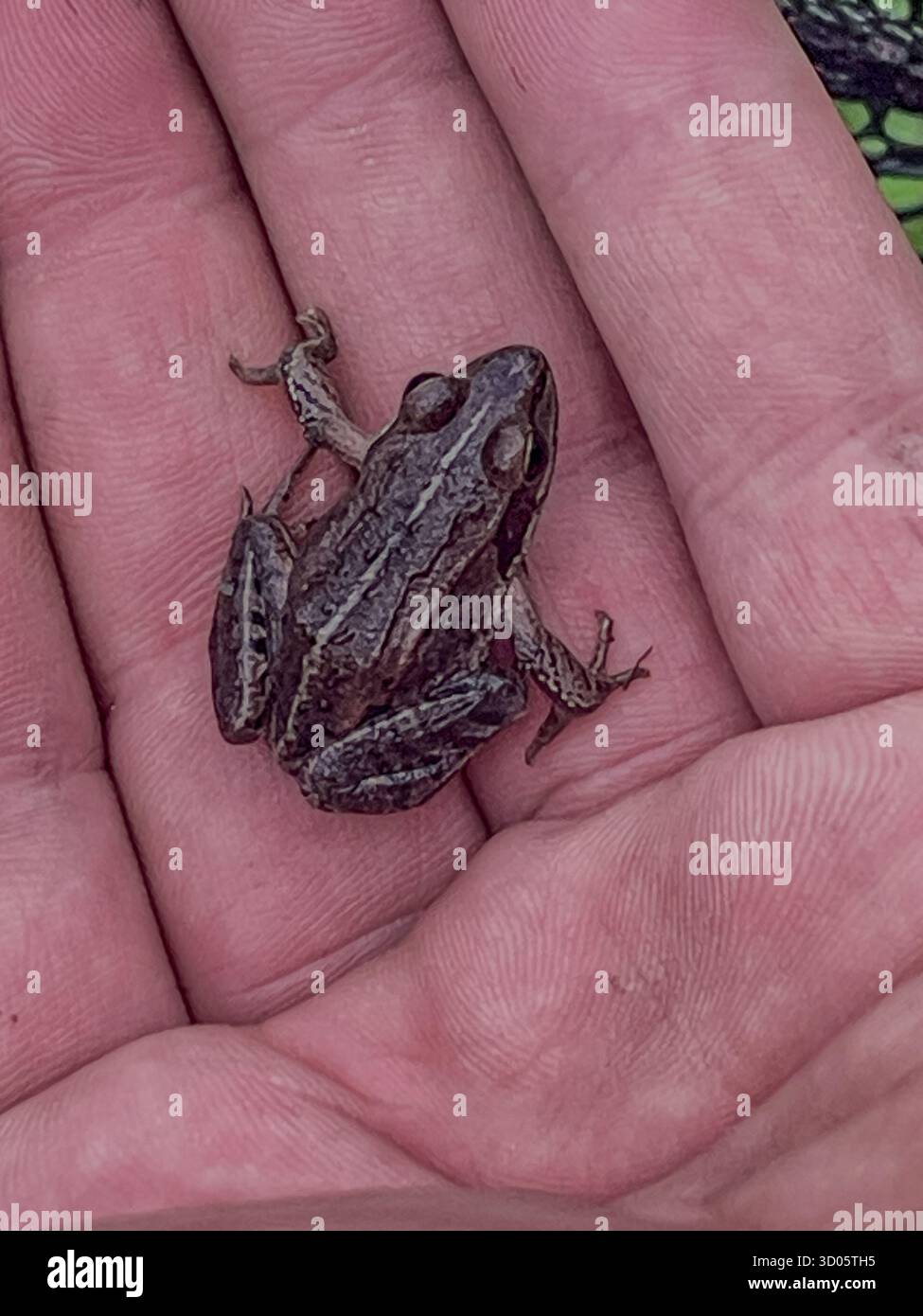 Close-up view of a small, brown-gray frog perched on a human hand. Textured skin and subtle camouflage highlight a natural moment of wildlife - Smartphone Captured Stock Image