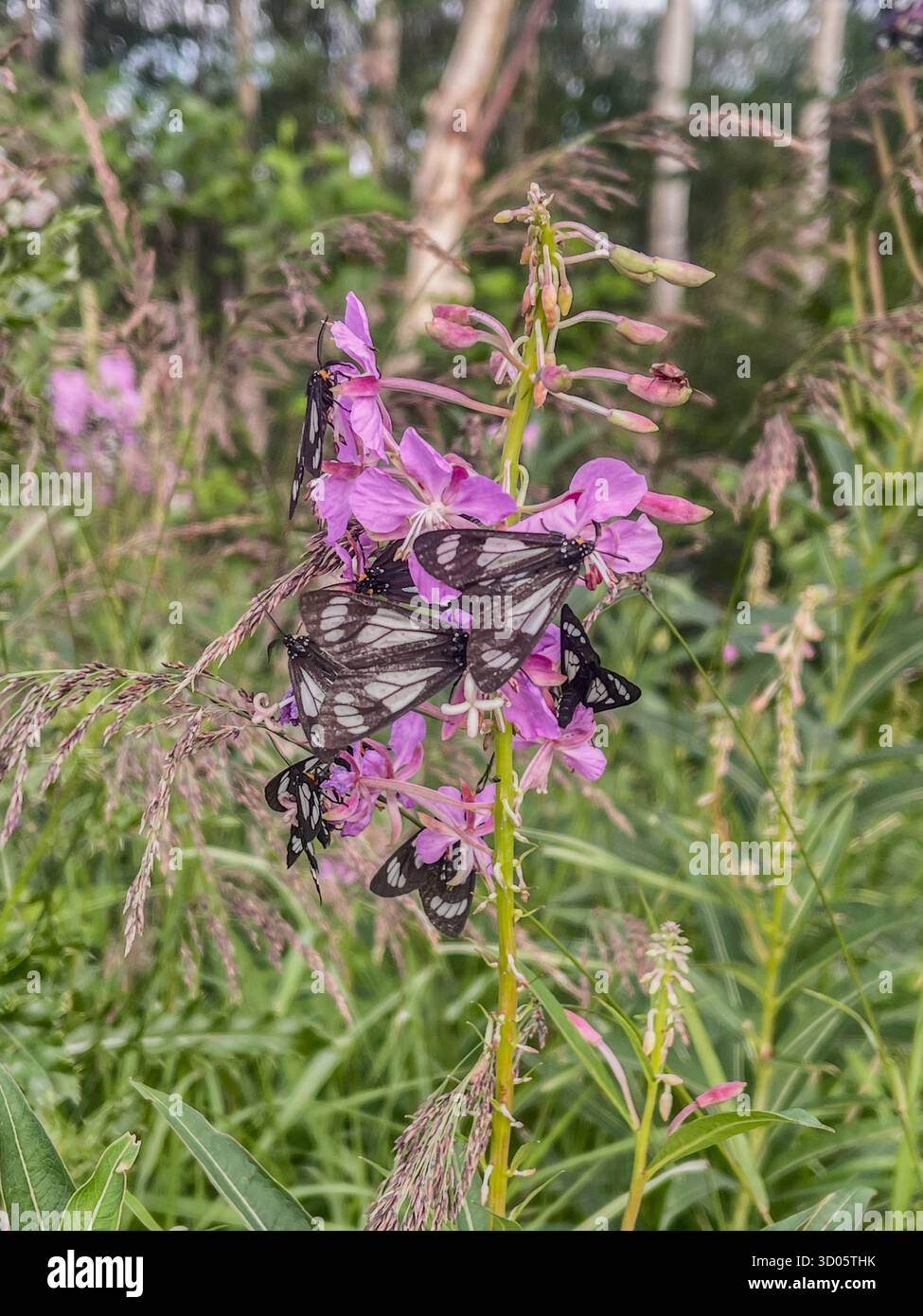 A group of black and white butterflies cluster on vivid pink wildflowers in a green meadow. Sunlight filters through grasses, capturing delicate wings - Smartphone Captured Stock Image