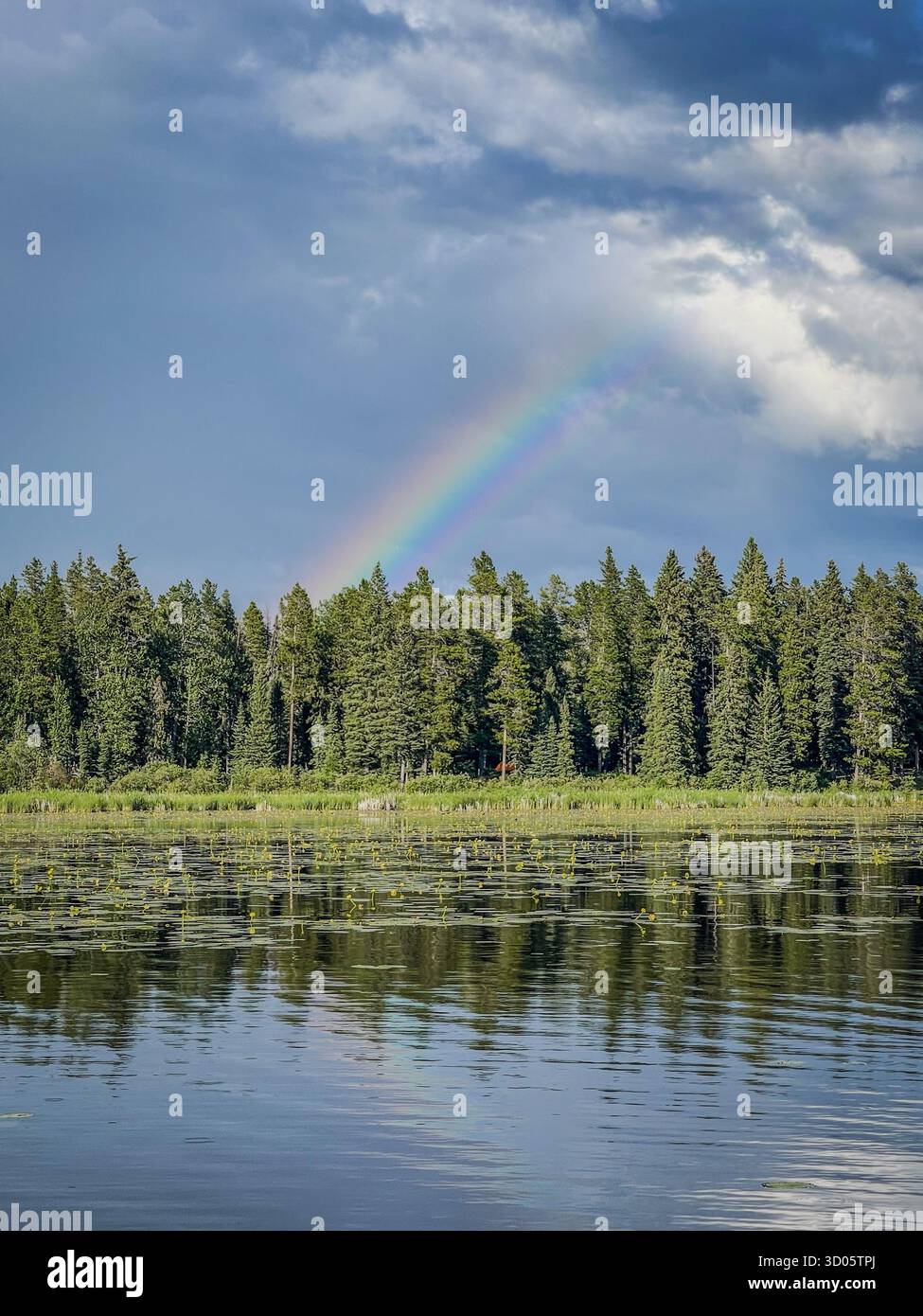 A tranquil lakeside scene with a vivid rainbow arcing over a forest shoreline. Reflections shimmer on the water among lily pads beneath a dramatic sky - Smartphone Captured Stock Image