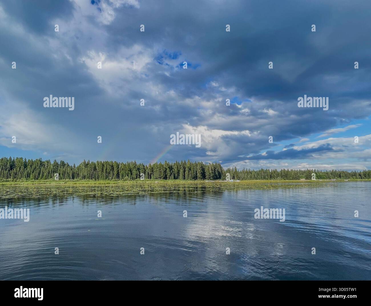 A tranquil lakeside scene with a vivid rainbow arcing over a forest shoreline. Reflections shimmer on the water among lily pads beneath a dramatic sky - Smartphone Captured Stock Image