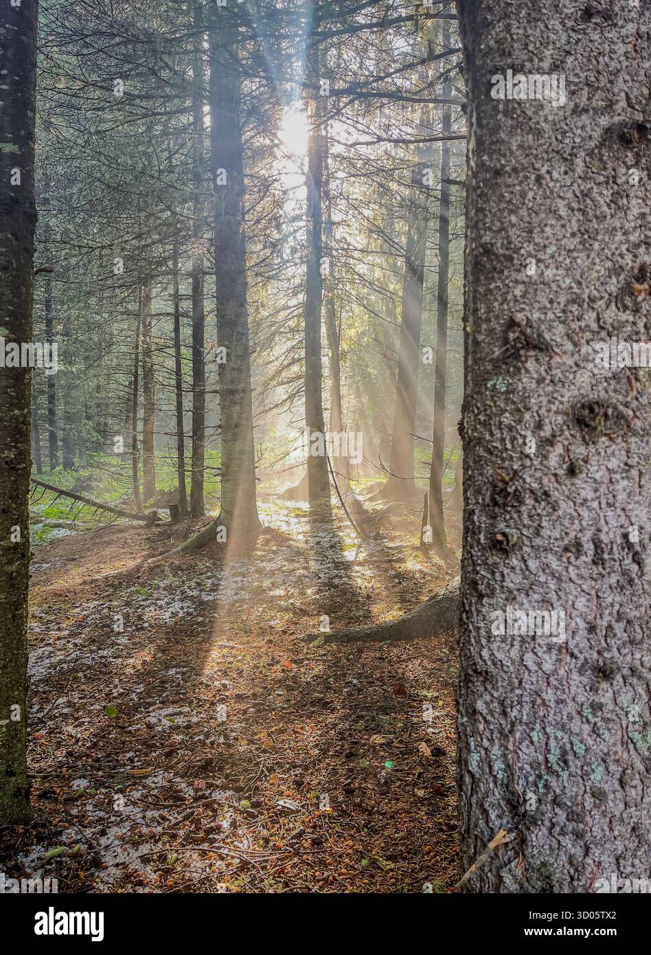 A tranquil forest scene featuring tall trees, sunbeams piercing through mist, and a leaf-strewn ground. Suitable for nature, travel, mindfulness - Smartphone Captured Stock Image