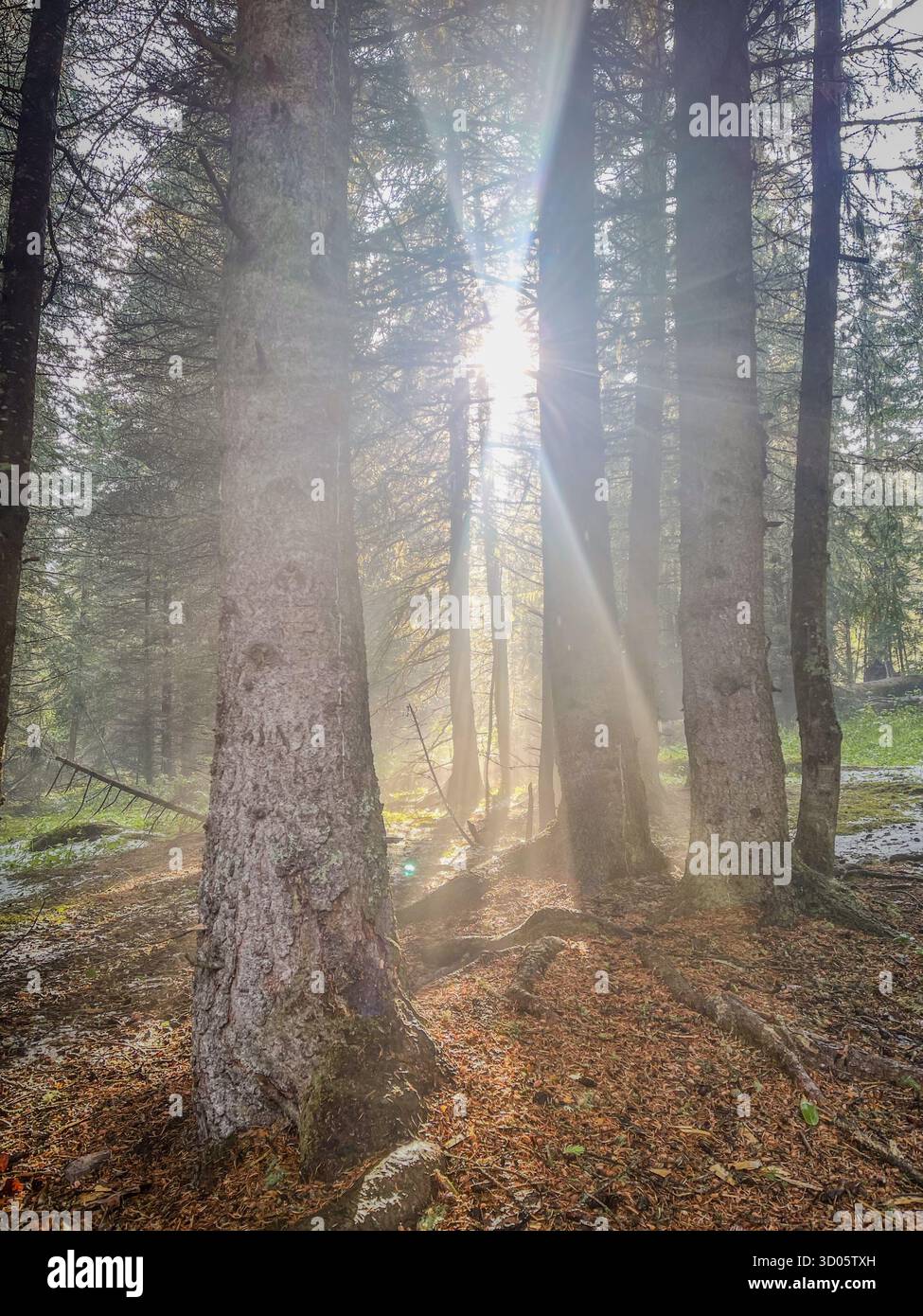 A tranquil forest scene featuring tall trees, sunbeams piercing through mist, and a leaf-strewn ground. Suitable for nature, travel, mindfulness - Smartphone Captured Stock Image