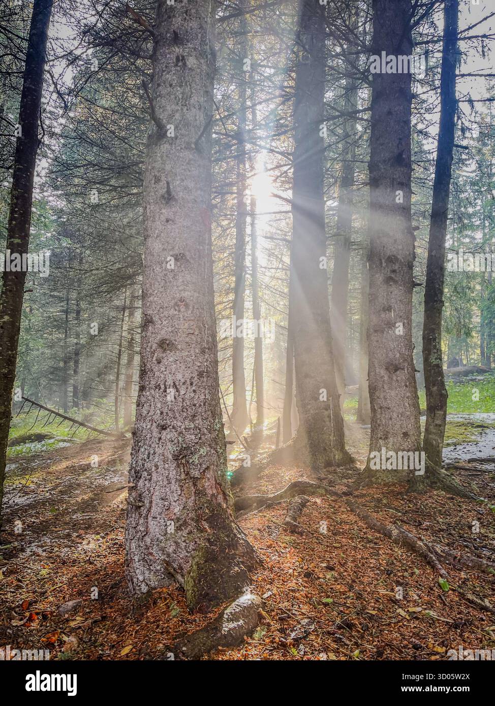 A tranquil forest scene featuring tall trees, sunbeams piercing through mist, and a leaf-strewn ground. Suitable for nature, travel, mindfulness - Smartphone Captured Stock Image
