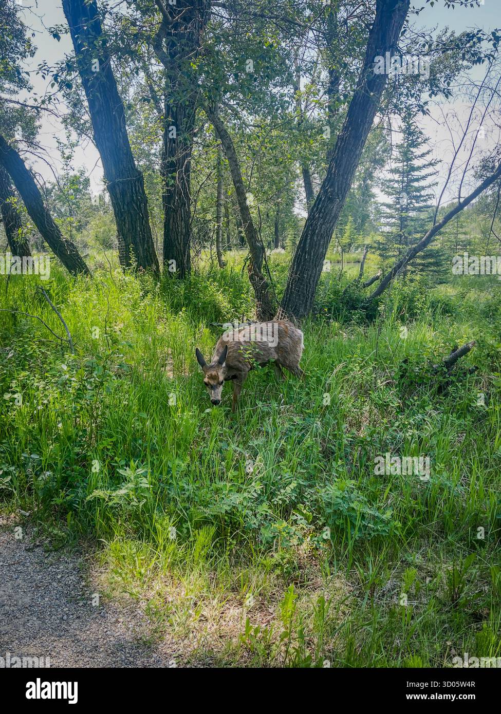A small wild donkey grazes in a vibrant green clearing surrounded by trees. Natural, tranquil wildlife scene suitable for nature, travel, and outdoor - Smartphone Captured Stock Image
