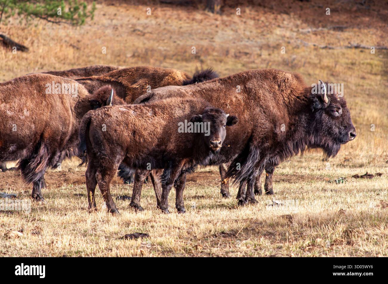 Group Of Bison In A Field: Brown Buffalo Herd Standing Outdoors In Grassland Stock Photo