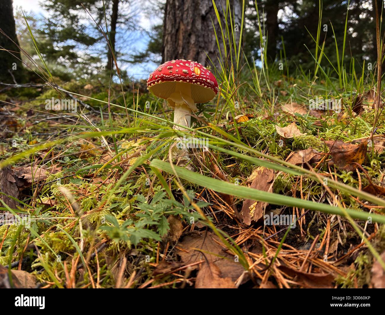 Wild fungi in a lush forest - Smartphone Captured Stock Image