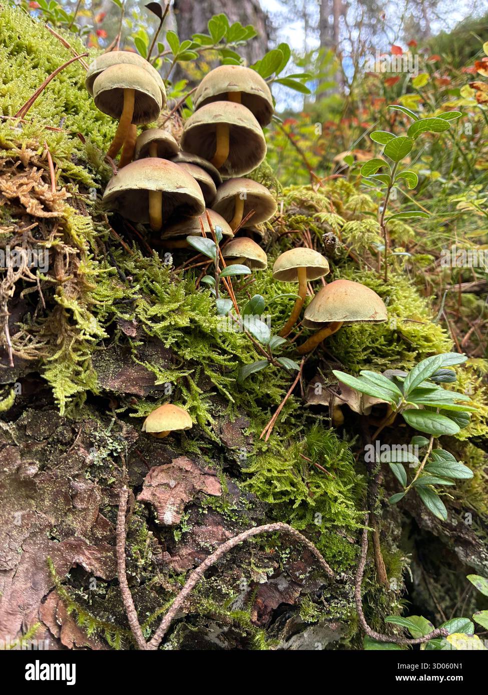 Wild fungi in a lush forest - Smartphone Captured Stock Image