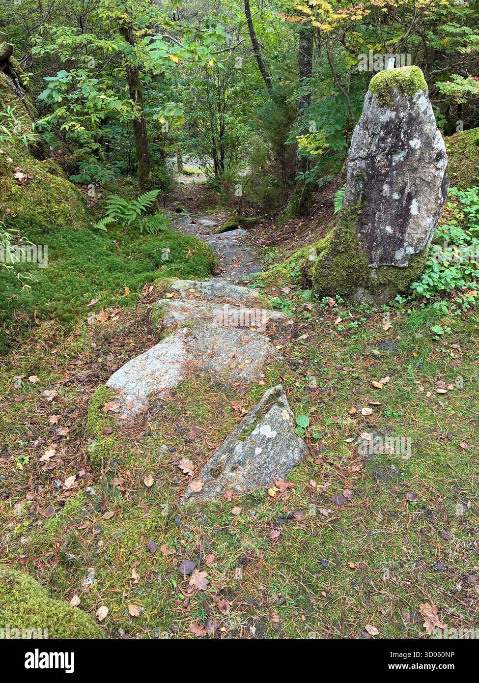 Stepped hillside forest path - Smartphone Captured Stock Image