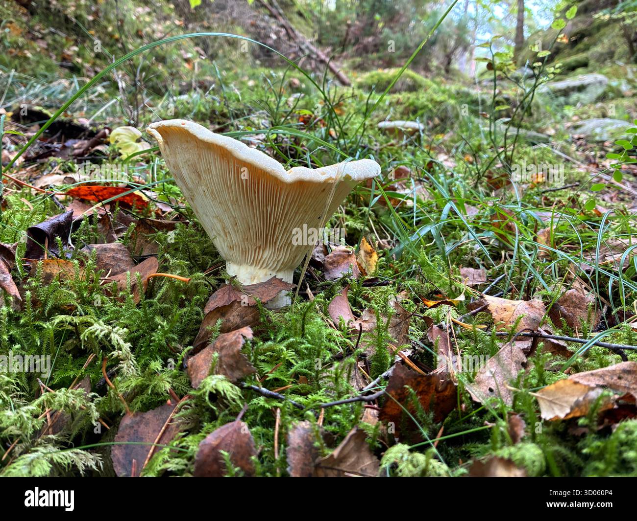 Wild fungi in a lush forest - Smartphone Captured Stock Image