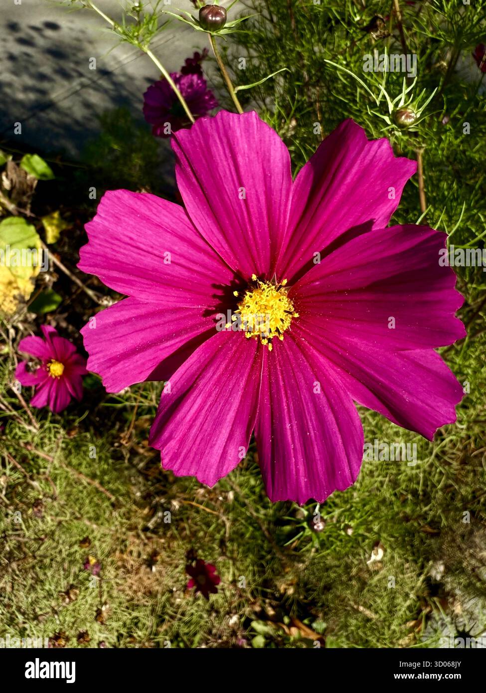 Pink cosmos flower, Montreal Canada - Smartphone Captured Stock Image