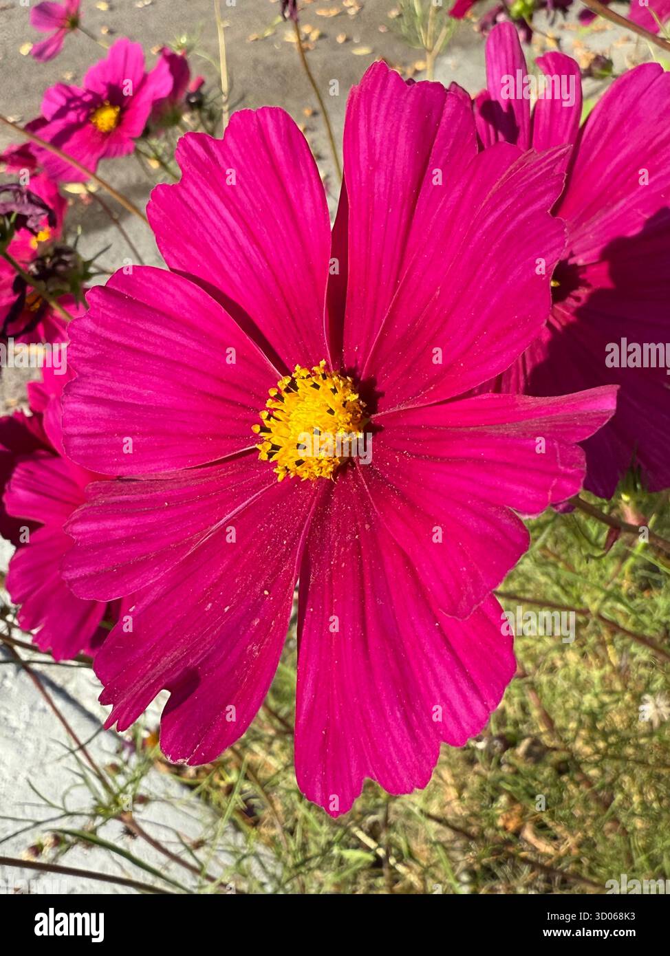 Pink cosmos flower, Montreal Canada - Smartphone Captured Stock Image