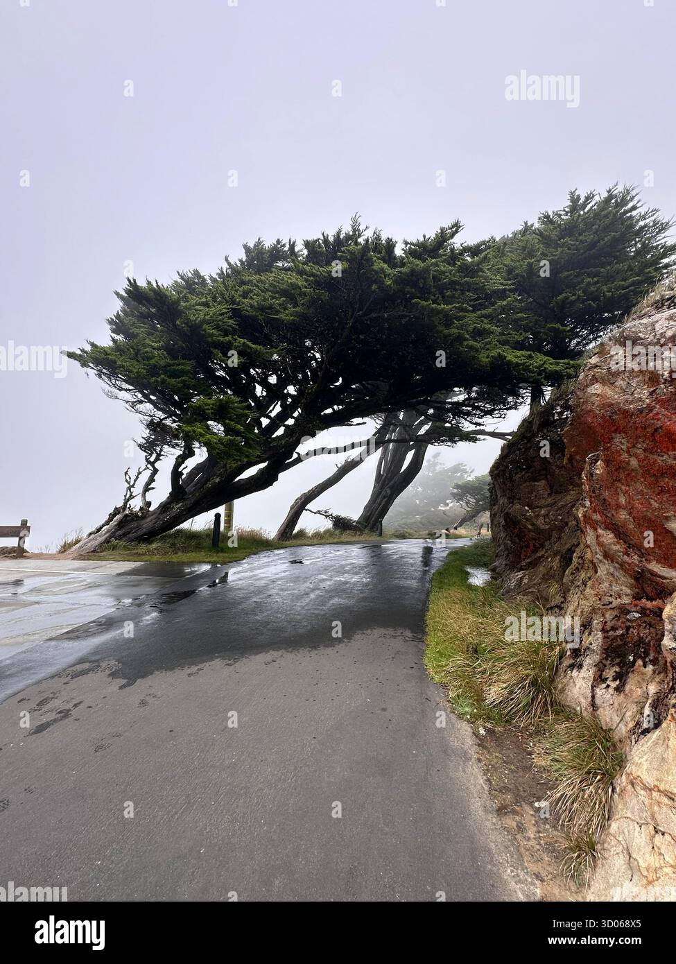 Windswept Cypress Trees in Fog – Point Reyes, California - Smartphone Captured Stock Image